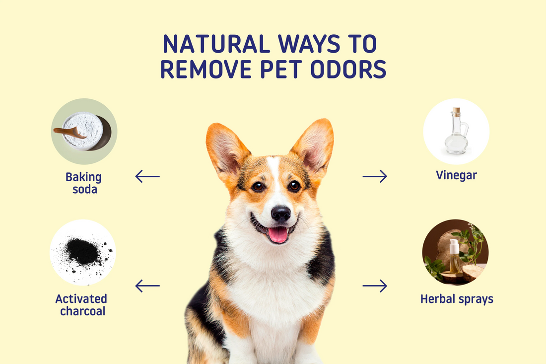 🐾 Managing Pet Odors Naturally: A Fresh Approach for Pet Owners