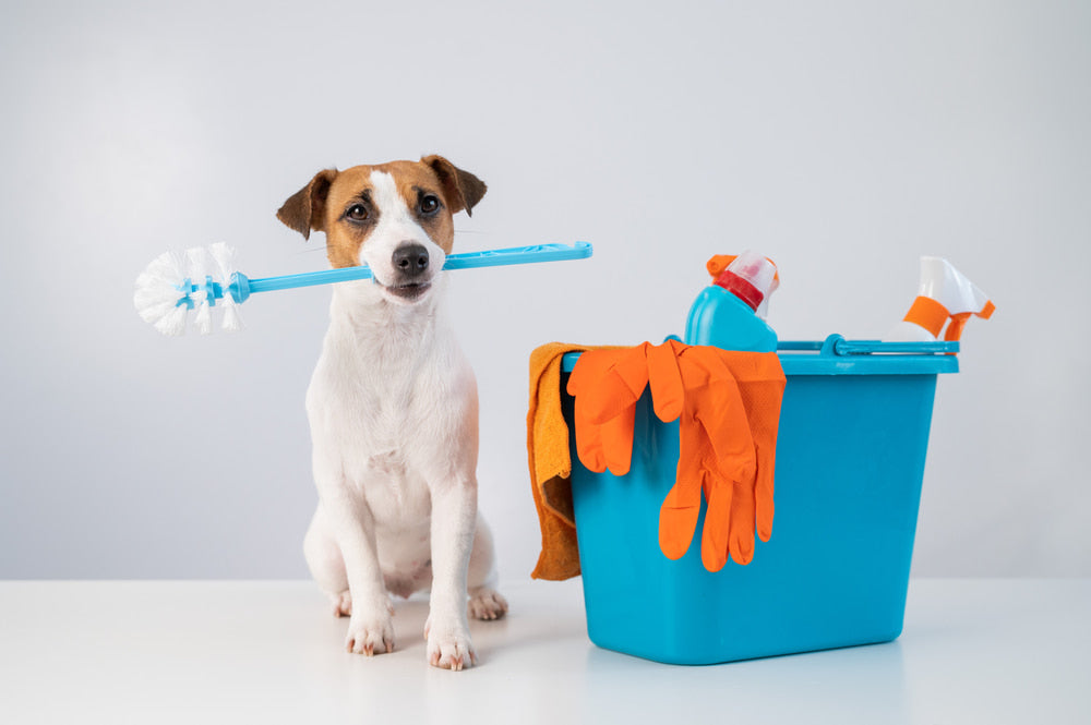 Cleaning Tips for Pet Owners: Maintaining a Happy and Tidy Home