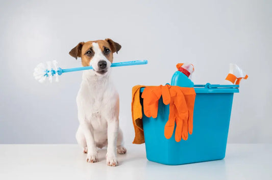 Cleaning Tips for Pet Owners: Maintaining a Happy and Tidy Home SeeyonClean